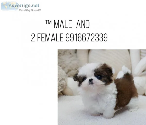 Shih tzu new litter with kci papers 9916672339