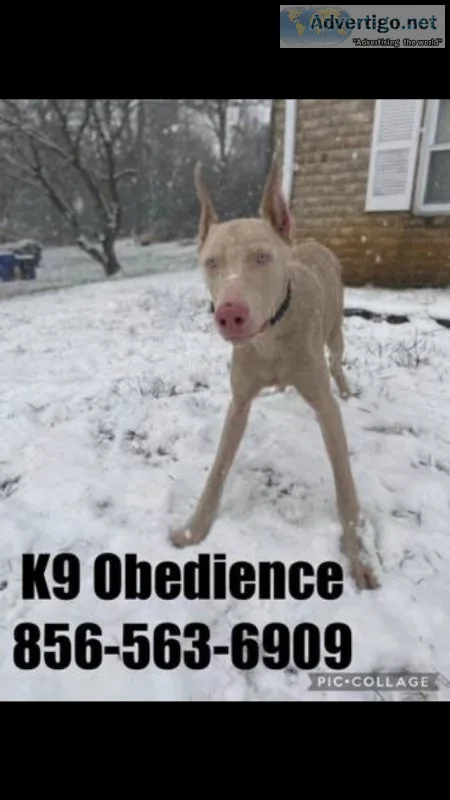 K9?s obedience more