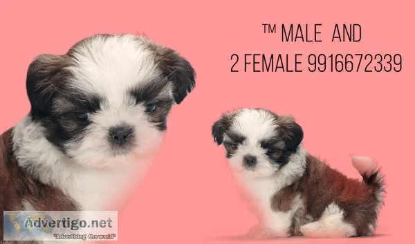 Shih tzu new litter with kci papers 9916672339