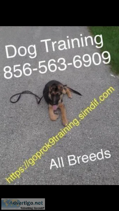 Training unruly canines that ?