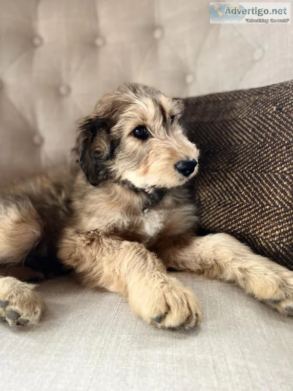 Aussiedoodle