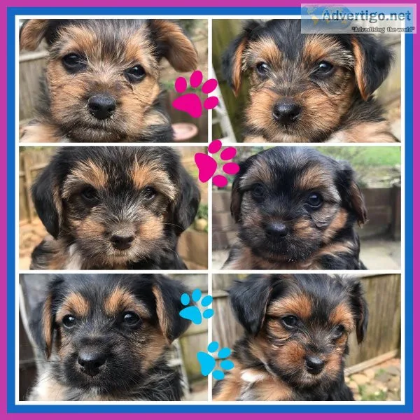 Yorkie puppies