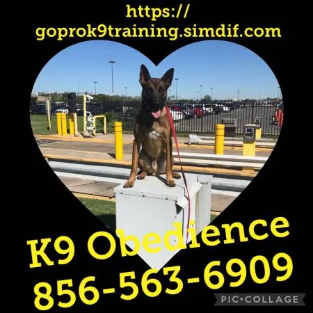 K9?s obedience more