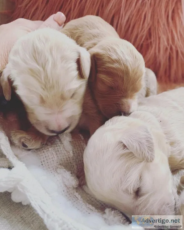 Goldendoodle