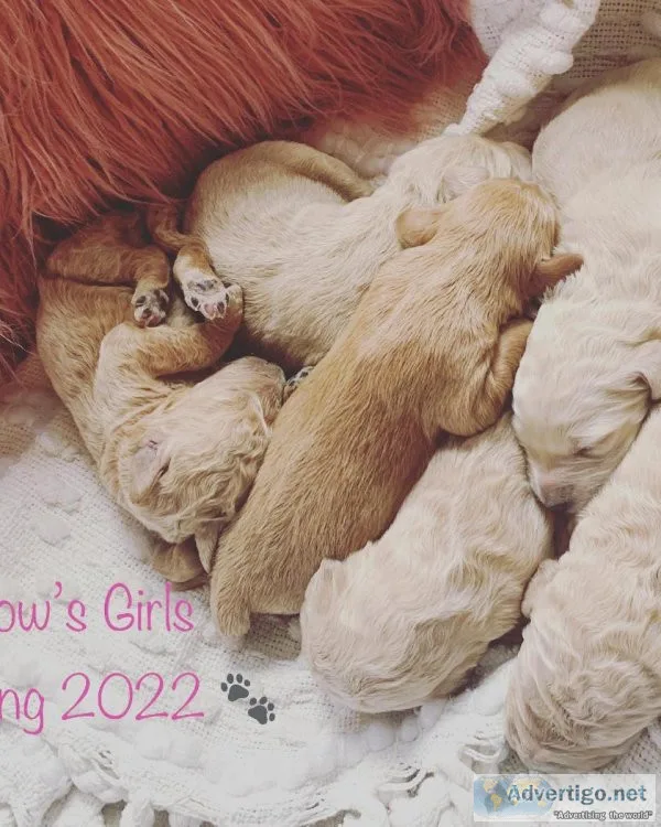 Goldendoodles