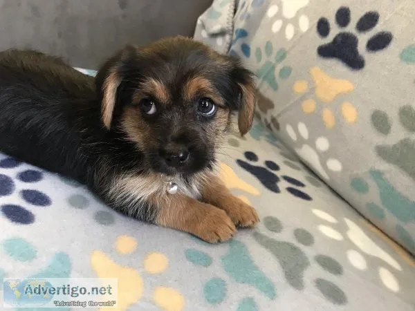 Yorkie female puppy