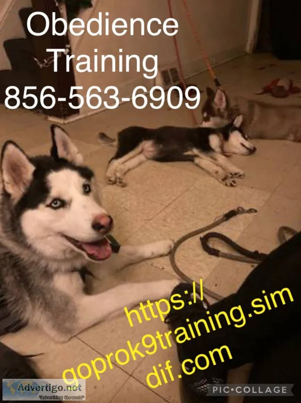 K9?s obedience more
