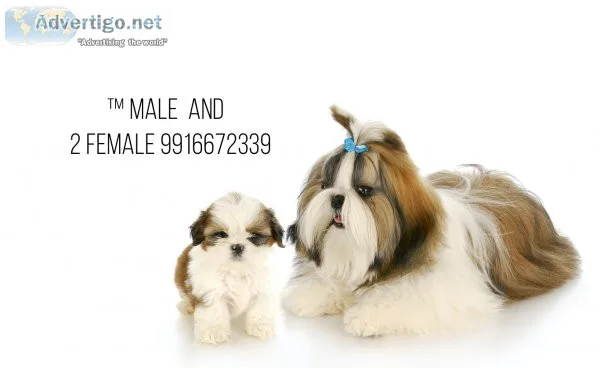 Shih tzu new litter with kci papers 9916672339