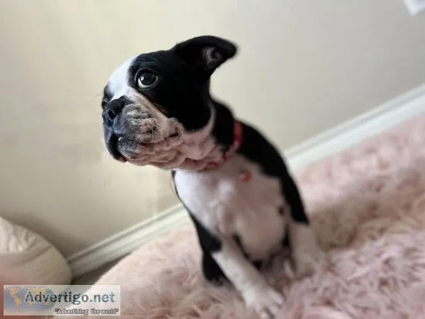 Boston terrier