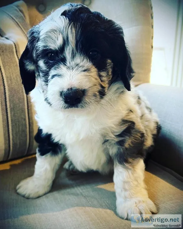 Aussiedoodle