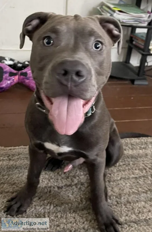 House trained 5 month old male pitbull