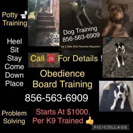 K9?s obedience more