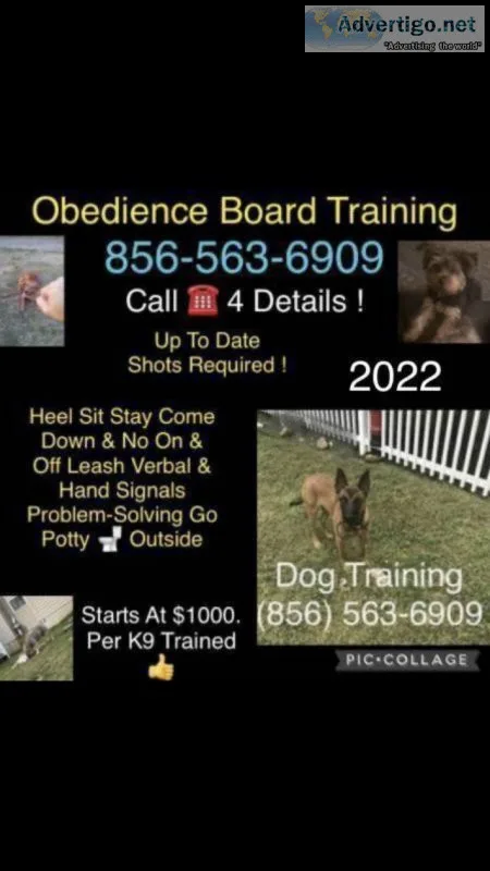 Training unruly canines that ?