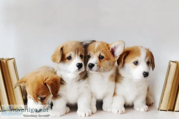 Free Puppies