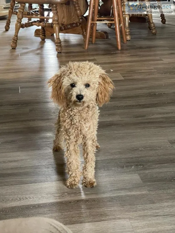 Mini poodle