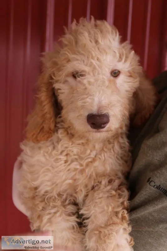 f1b Mini Goldendoodles  &quotC&quot litter