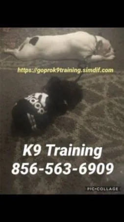 Complete dog control small and