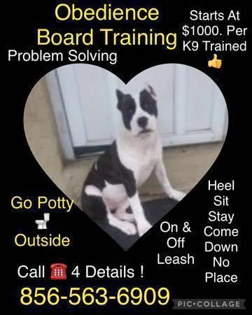 Complete dog control small and