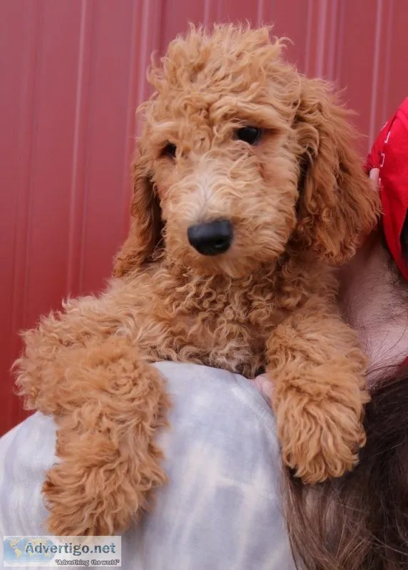 Violet Goldendoodle