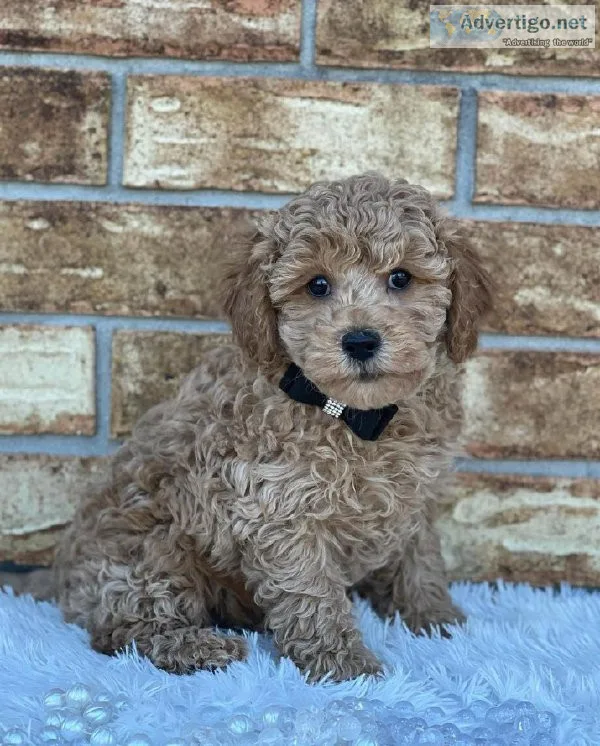 Lovely Cavoodle Puppies