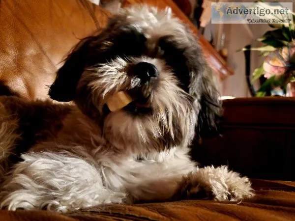 In Search of Maltipoo - Maltese Female