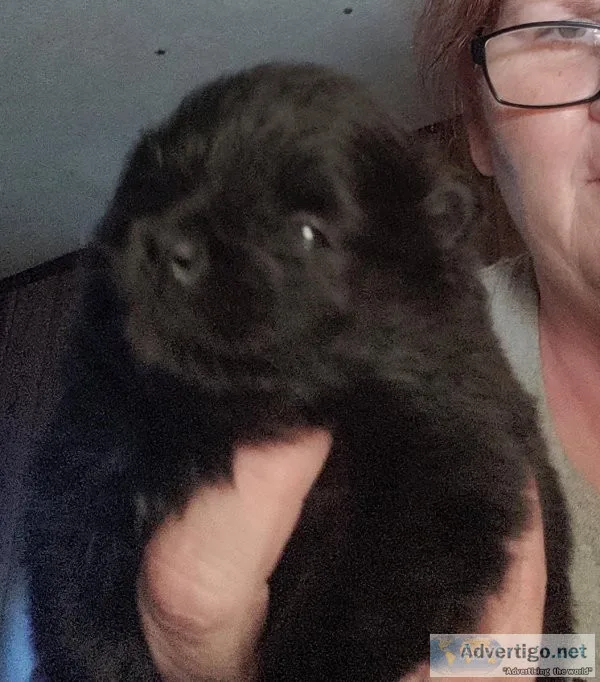 Gorgeous CKC Female Pomeranian