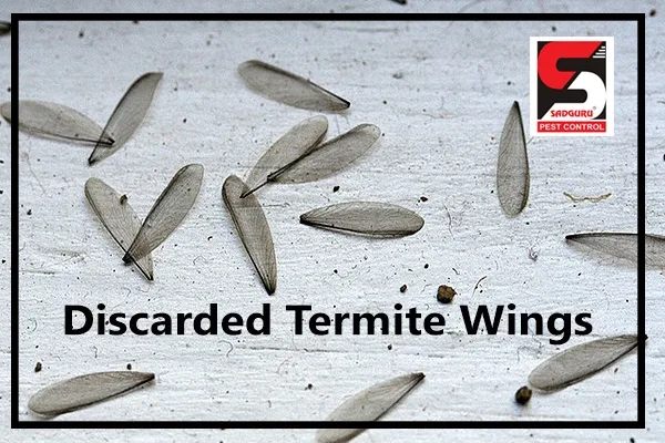 Best pest control services in mumbai - sadguru pest control