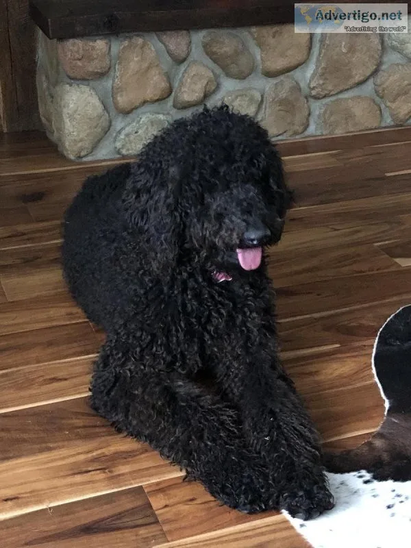 Standard Poodle