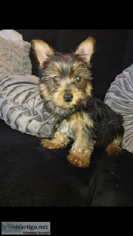 Female Yorkie