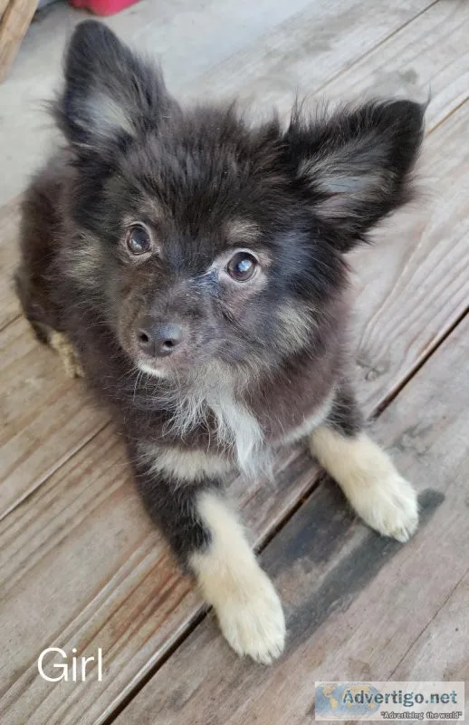 Adorable Pomchi Puppies