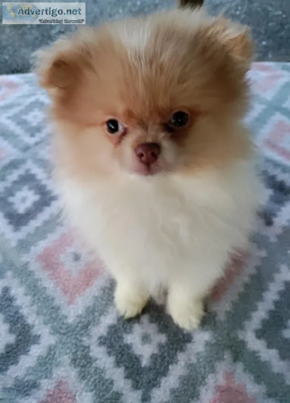 Stunning AKC Female Pomeranian Puppy