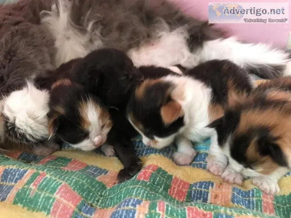 Maine Coon kittens
