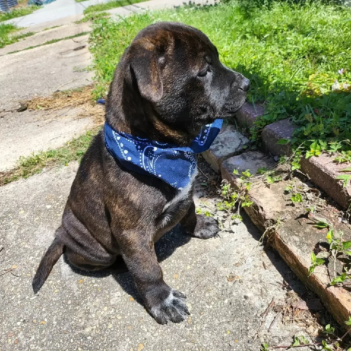 Pitbull Terrier X Chow Chow puppies