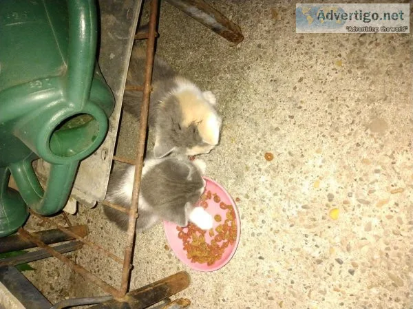 Precious Kittens