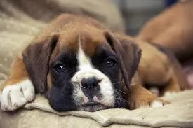 BOXER