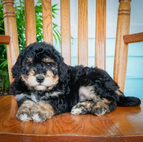 Brittney mini Bernedoodle