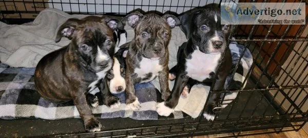 Pitbull puppies