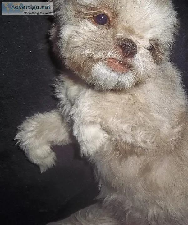 Imperial Small Standard AKC Shihtzu Full Rights