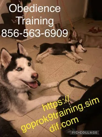 Ur k9 responding to u