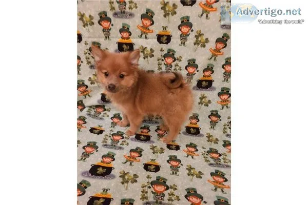 Pomeranian- Jimmy-Male