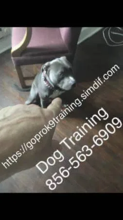 Ur k9 responding to u