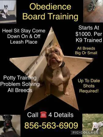 A1 advanced k9 obedience A1