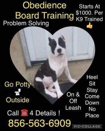 A1 advanced k9 obedience A1