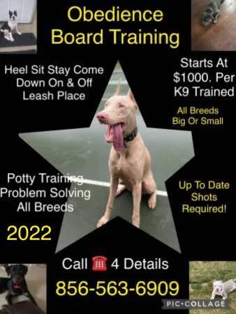 K9 train1ng  all breedz