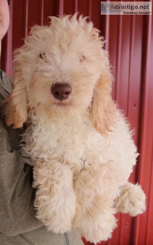 f1b Mini Goldendoodles  C litter