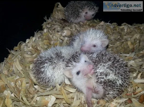 Baby hedgehogs