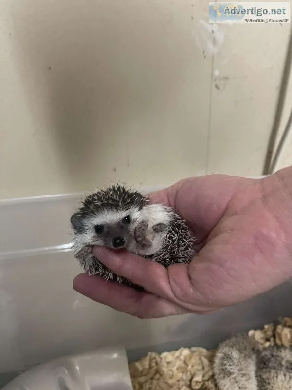 Baby hedgehogs