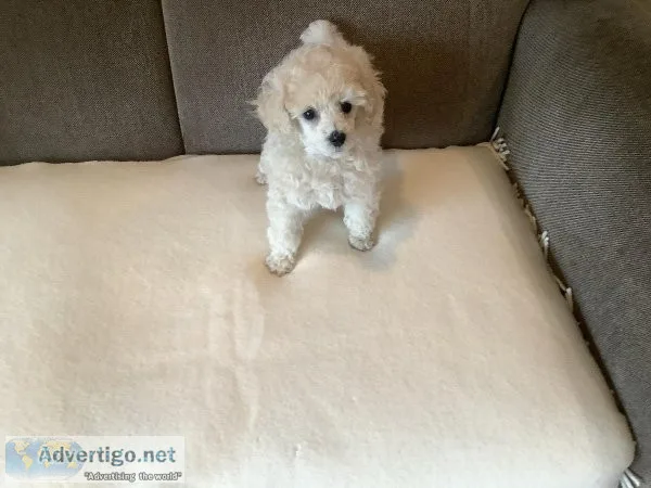 Poodle mixed puppies
