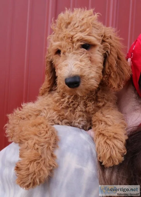f1b Mini Goldendoodle Violet