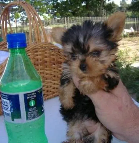 Free tcup yorkie puppy to a good home